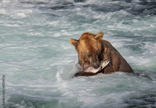 Photo: Bear on Alaska Bear on Alaska