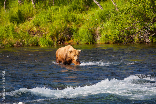 Photo: Bear on Alaska Bear on Alaska