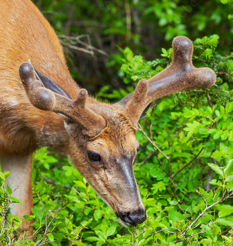 Photo: Deer Deer