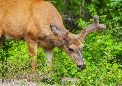 Photo: Deer Deer