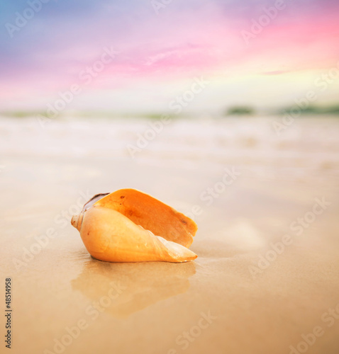 Photo: Shell Shell