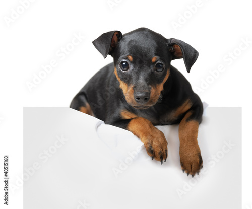 Photo: Dog hold empty pape Dog hold empty pape