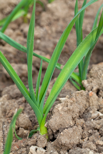 Photo: growing garlic growing garlic