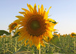 Sunflower Field