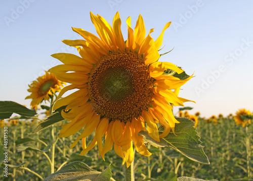 Photo: Sunflower Field Sunflower Field