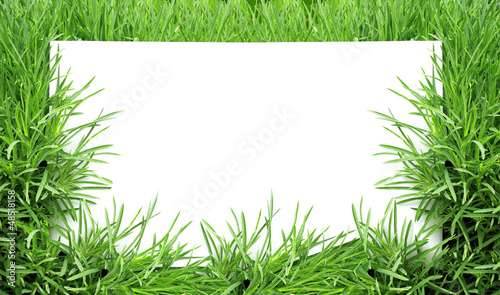 Photo: Green grass Green grass