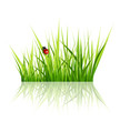 Vector grass with ladybird isolated on white background