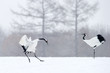 Two Red-crowned Cranes in courtship.