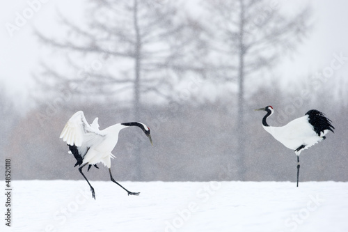 Photo: Two Red-crowned Cranes in courtship. Two Red-crowned Cranes in courtship.