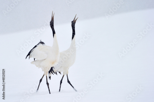Photo: Two Red-crowned Cranes in courtship dancing. Two Red-crowned Cranes in courtship dancing.