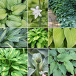 Hosta (Funkie) Collage im Ziergarten