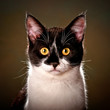 Katze mit direktem Blick