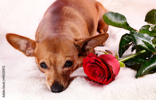 Photo: Dog with flower Dog with flower