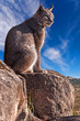Iberian lynx on the rocks
