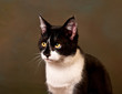 junge katze guckt fragend