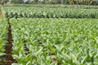 Photo: Tobacco farmland Tobacco farmland
