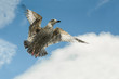 bird in flight closeup against a cloudy blue sky