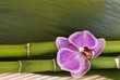 Orchidee