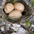 Vogelnest