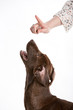 Deutscher Pinscher und erhobener Zeigefinger