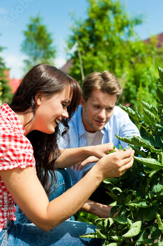 Photo: Gardening in summer - couple harvesting tomatoes Gardening in summer - couple harvesting tomatoes