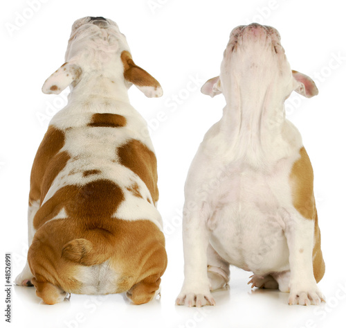 Photo: puppy looking up puppy looking up