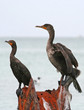 Double-crested cormorants of Clearwater,Florida