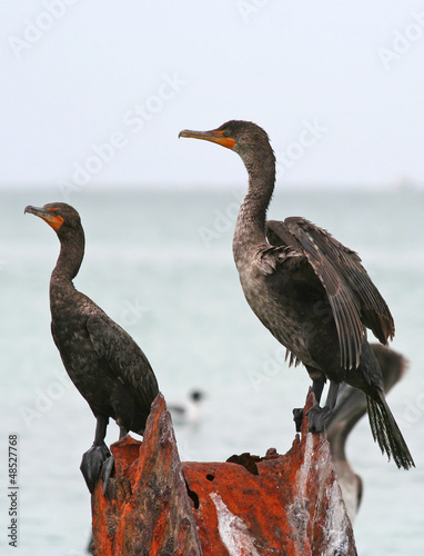 Photo: Double-crested cormorants of Clearwater,Florida Double-crested cormorants of Clearwater,Florida