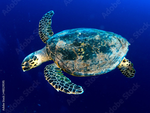 Photo: Hawksbill sea turtle in deep blue, Red Sea, Egypt. Hawksbill sea turtle in deep blue, Red Sea, Egypt.