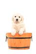Cute retriever puppy dog standing in a barrel