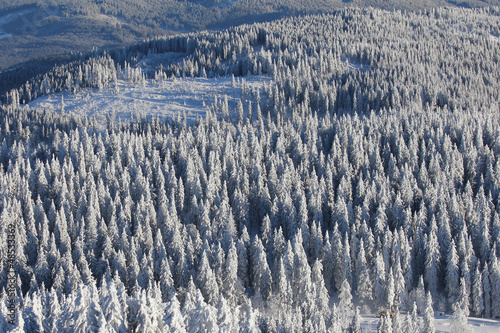 Photo: verschneiter Tannenwald, Luftaufnahme verschneiter Tannenwald, Luftaufnahme