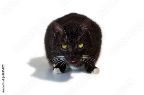 Photo: Katze streckt Zunge raus Katze streckt Zunge raus