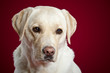 Labrador Portrait