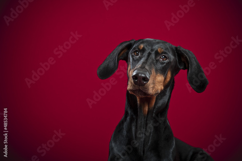 Photo: Neugieriger Dobermann Neugieriger Dobermann
