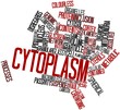 Word cloud for Cytoplasm