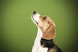 Aufmerksamer Beagle