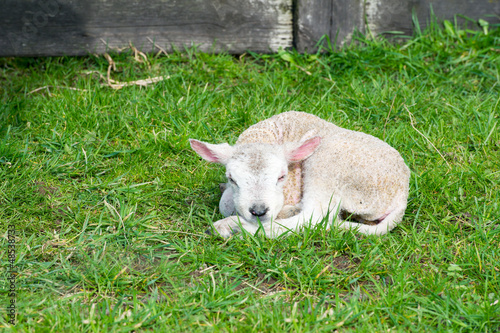 Photo: Just born lamb Just born lamb