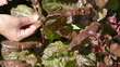 closeup woman hand gather pick salad leaves in rural garden
