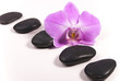 Stones and orchid