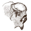 American bison