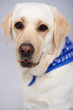 Closeup portrait of a golden labrador