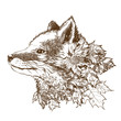 Red fox