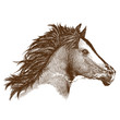 Horse