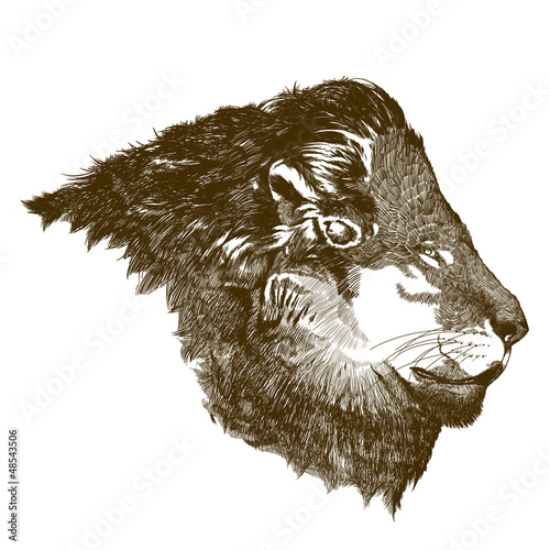 Illustration: Lion Lion