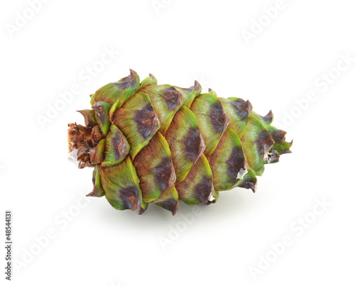 Photo: green cedar cone green cedar cone