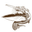 Rainy pelican