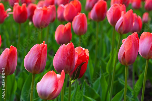 Photo: Red tulips field Red tulips field