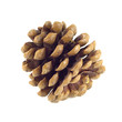 Large Brown Pine Cone Isolated...