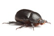 earth-boring dung beetle isolated on white