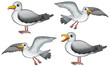 Four birds